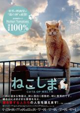 野良猫100万匹！　マルタ共和国に迫ったドキュメンタリー映画『ねこしま』来年1.10公開決定＆予告編解禁