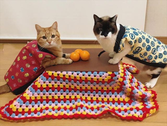 猫もこたつに入りたい？猫専用こたつ付きみかん「猫と、こたつと