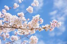 4月の手紙やメールで使いたい「季節の美しい日本語」