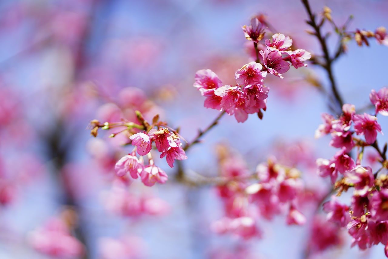 3月の手紙やメールで使いたい「季節の美しい日本語」