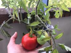 植木おじさんに聞く【8】ベランダでもすくすく育つ。夏に楽しい、おいしい、トマト栽培のススメ