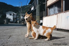 岩合光昭のネコの写真展。劇場版『岩合光昭の世界ネコ歩き』も公開！