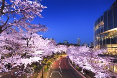 東京の真ん中に咲く桜と春を祝う「MIDTOWN BLOSSOM 2018」開催
