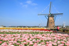 桜の次はコレ！　関東最大級、67万本のチューリップとオランダ風車が共演！