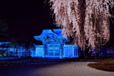 桜満開の高台寺を貸切で堪能『SOWAKA限定 夜の高台寺「貸切」拝観付宿泊プラン』