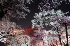 関西屈指の品種数！約140品種の桜を見られる穴場スポット「春の桜イベント」開催