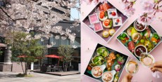 桜の名所「御殿山」で楽しむ春を味わう三段重の優雅なランチ「Gotenyama &#8220;SAKURA&#8221; Moment」