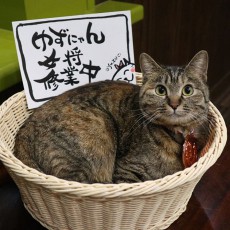 “宿”で猫に癒やされたい。自慢の看板猫がいる宿のランキング発表！