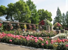 世界のバラ約250種1万本が咲く伊丹市の「荒牧バラ公園」