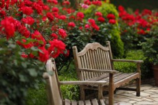 ヒミツの花園！３万輪のバラが咲き誇る、屋上庭園でデートを