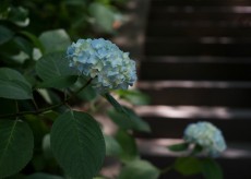今が見頃！明月院から銭洗弁天まで、鎌倉の紫陽花を訪ね歩く