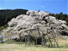 日本三大桜のひとつ根尾谷の淡墨桜を鑑賞