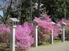 勝運の神を祀る「廣田神社」と満開のコバノミツバツツジ
