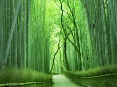 京都嵐山の自然と最新の技術を融合した格別な休養のひととき「WELLCATION」プラン登場