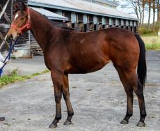 競走馬の名付け親になるチャンス！東北牧場生まれの４頭の名付け親を募集