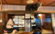 かわいすぎて仕事にならないかも！？大阪に保護猫とテレワークできる「猫旅籠ワーク」登場！