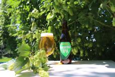 収穫後24時間以内のホップを使用！「FRESH HOP IPA」が限定発売