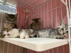 表参道で猫と暮らし、働く！新築猫飼育可能物件、オンライン＆リアルで内覧会開催