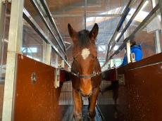 業界初！北海道の育成牧場が競走馬に低酸素トレーニングを開始