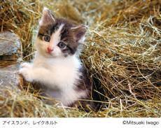 2月22日は猫の日｜日本橋三越本店で岩合光昭写真展 「こねこ」を開催