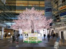 小田急・相模大野駅直結の広場｜高さ8mの桜装飾と花々の装飾＆グランドピアノ設置！