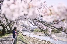 【ホテルインディゴ箱根強羅】箱根旅で春を満喫しよう「Sakuraプラン」の販売スタート
