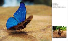 昆虫カメラマン・海野和男氏が撮影した『世界で一番美しい蝶図鑑』