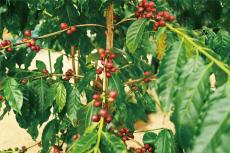 岡山「やまこうファーム」が本州で栽培した日本産のコーヒー豆を発売！