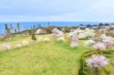 もうすぐ始まる桜のリレー！日本海を望む「休暇村越前三国」の花見
