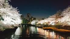 水上から大迫力の桜見物を｜桜のトンネルを楽しむ「お花見クルーズ」