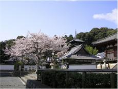 春爛漫の奈良を感じよう！桜の名所やイベントをチェック