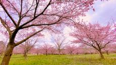シーズン到来・大分の秘境の地に誕生した新名所「長湯温泉しだれ桜の里」
