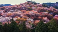 3月27日は「オンライン花見の日」！奈良や和歌山、日本全国の桜をドローン映像で楽しもう