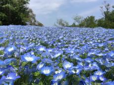 三浦半島最大級の花畑！絶景が楽しめる「ポピー・ネモフィラまつり」