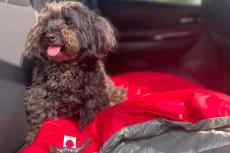 愛犬とキャンプに行く人はマストバイ｜極上の寝心地が得られる犬用スリーピングバッグ