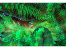 幻想的な海中世界を捉える水中写真家・鍵井靖章氏の写真集幻想的な海中世界を捉える水中写真家・鍵井靖章氏の写真集『MELUSINA（メリュジーナ）』