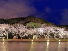ライトアップによる桜と歴史的建造物の幻想的な競演！横浜「三渓園」で満開の桜とジャズを楽しむ夜