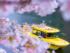 東京で春の花見クルーズが楽しめる「ホテル インターコンチネンタル 東京ベイ」のステイケーション