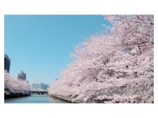 桜の開花に合わせた「ワンランク上の東京お花見クルーズ」。おいしい料理とともに美しい桜を堪能