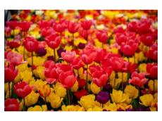 4月にトルコで開催される「イスタンブル チューリップ祭り」を紹介。人気スポットが花々に彩られる1か月