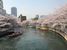 東京の週末おすすめイベント5選。桜を観賞できる花見イベントを紹介【2023年4月1日～4月2日】
