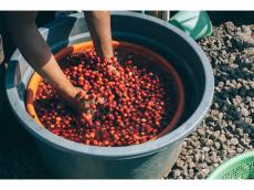真のコーヒー好きなら行くしかない！ 3日間まるごとコーヒー生産を体験するバリ島コーヒー農園ツアー開催