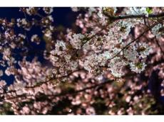 大人の花見を満喫！東京・神奈川・大阪・名古屋の「GEMS」で桜色のスパークリングワインを味わう