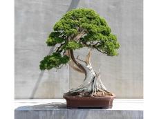 京都の両足院で盆栽「TRADMAN&#8217;S BONSAI」の展覧会開催。ランドローバーに着想を得た美と技が息づく