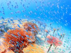 この夏は沖縄で「大人の修学旅行」を。“サンゴの増殖体験”や“ビーチクリーン”ができるSDGsツアーが誕生