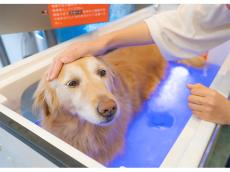 【東京・世田谷】マイクロバブル式バスのある「DOG WAN spa」で愛犬を洗ってあげよう