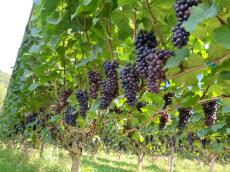 ぶどうの生育やワインの出来などを知る。岩手県「大迫佐藤葡萄園」の2022年ヴィンテージレポート