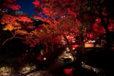 八芳園の庭園が赤に染まる！ライトアップイベント「TOKYO RED GARDEN AUTUMN FESTIVAL 2023」開催