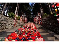 春の訪れを感じさせるイベントが稲取温泉周辺で開催。素盞鳴神社雛段飾り＆河津桜まつり