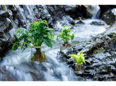 自宅の“グリーン”を瑞々しく！ 水だけで育てる植物ブランド「WOOTANG」は、多忙な人にもぴったり